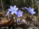 Blå anemone - Leverurt