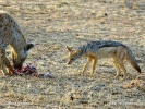 Black-backed jackal