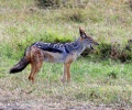 Black-backed jackal