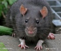 Black rat