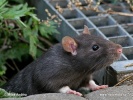 Black rat