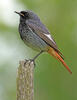 Black Redstart