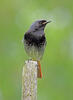 Black Redstart