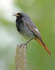 Black Redstart