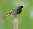 Black Redstart