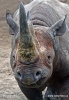Black rhinoceros or hook-lipped rhinoceros