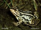 Black spotted frog