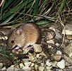 Black-striped Field Mouse