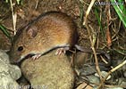 Black-striped Field Mouse