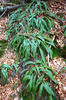 Blechnum spicant