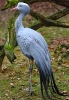 Blue crane