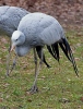 Blue crane