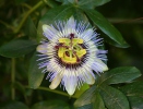 Blue passion flower, Common passion flower