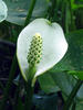 Bog arum, Marsh calla, Wild calla, Water-arum