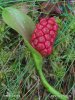 Bog Arum