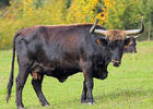 Bos taurus