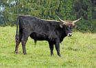 Bos taurus