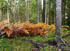 Bracken, Brake, Common bracken