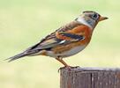 Brambling