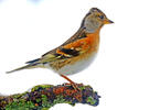 Brambling