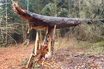 Brokem spruce tree