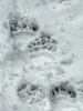 Brown bear - footprint