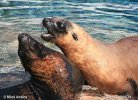 Brown Fur Seal