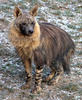 Brown Hyena