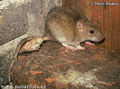 Brown Rat