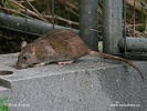 Brown rat