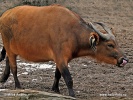 Búfalo rojo