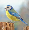 Burung gelatik biru