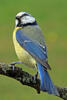 Burung gelatik biru