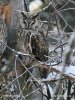 Burung Hantu Telinga Panjang