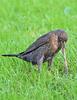 Burung sikatan hitam