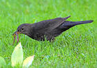 Burung sikatan hitam