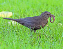 Burung sikatan hitam