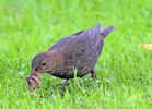 Burung sikatan hitam