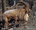 Cabra del Caucas occidental