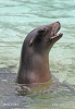 California sea lion