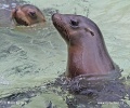 California sea lion