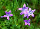 Campanula patula