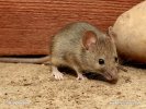 Camundongo Ratinho-caseiro