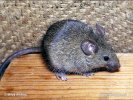 Camundongo Ratinho-caseiro