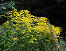 Canadian goldenrod