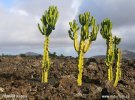 Candelabra Tree