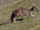 Canguro gris occidental