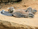 Cape ground squirrel