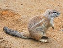 Cape ground squirrel