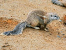 Cape ground squirrel